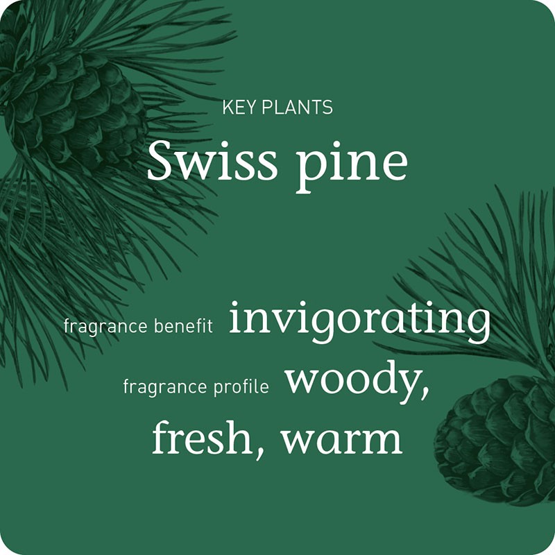 swiss pine forest h