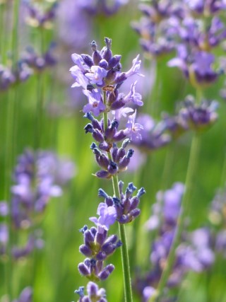 lawenda flower